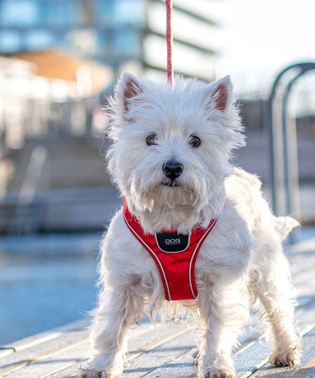     Dog-Copenhagen-harnais-chien-Comfort-Walk-Go-rouge