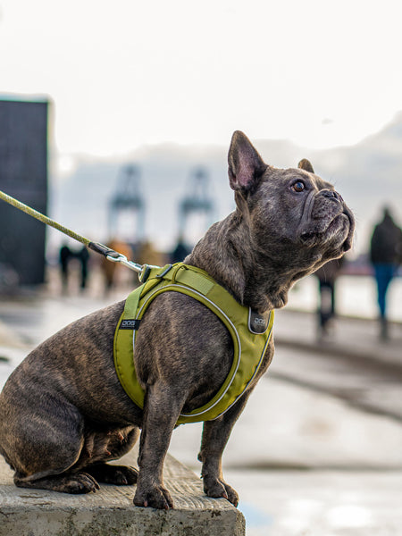 Harnais Vert pour chien - Comfort Walk Go - DOG Copenhagen – inooko