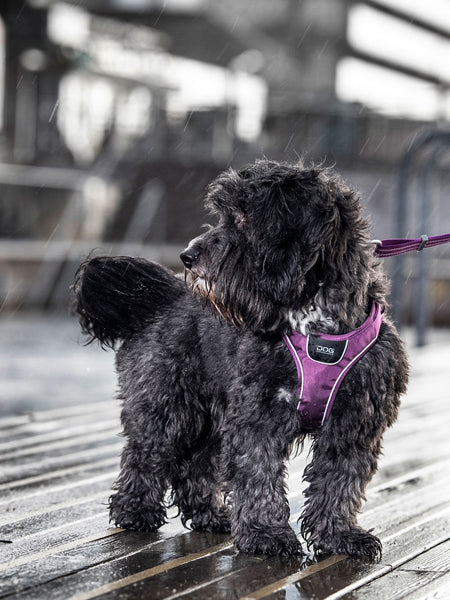 Harnais Comfort Walk Go™ de DOG Copenhagen Size XXS Color Black