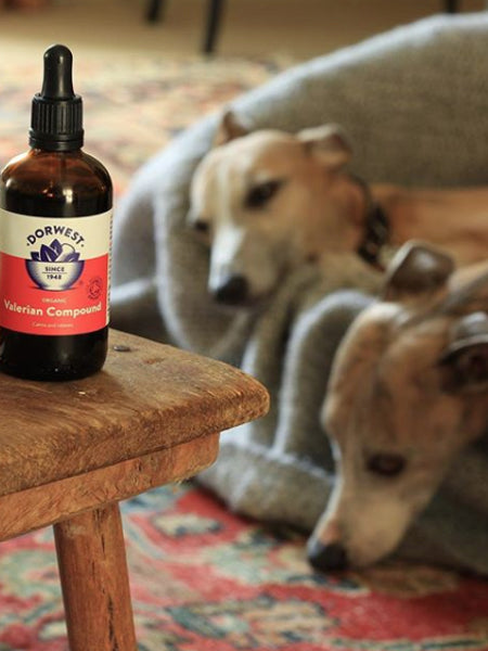 Dorwest-gouttes-valeriane-anti-stress-relaxant-chien-chat
