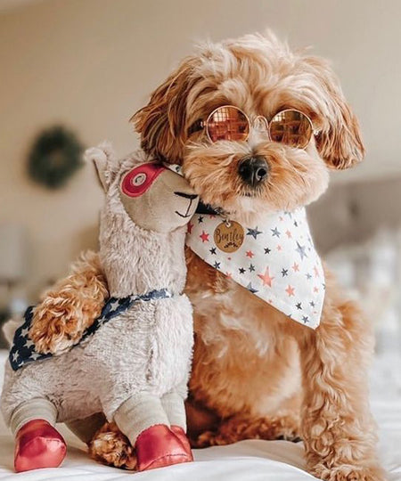    Fringe-petshop-peluche-design-chien-289628-Super-Llma
