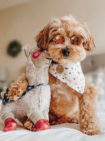   Fringe-petshop-peluche-design-chien-289628-Super-Llma