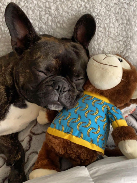     Fringe-petshop-peluche-design-chien-289656-monkey-banana