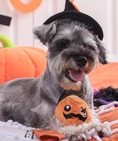 HugSmart-peluche-interactive-pour-chien-chiot-howloween-pumpkin