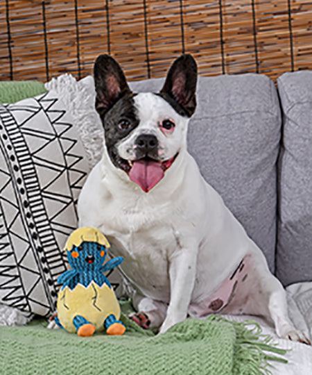     HugSmart-peluche-interactive-pour-chien-chiot-oeuf-dinosaure