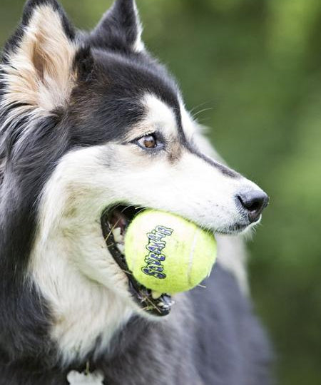 Kong SqueakAir - lot de 3 Balles de tennis 