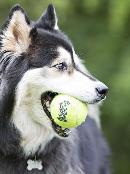 Lot de 3 Balles de tennis Kong SqueakAir pour chien – inooko