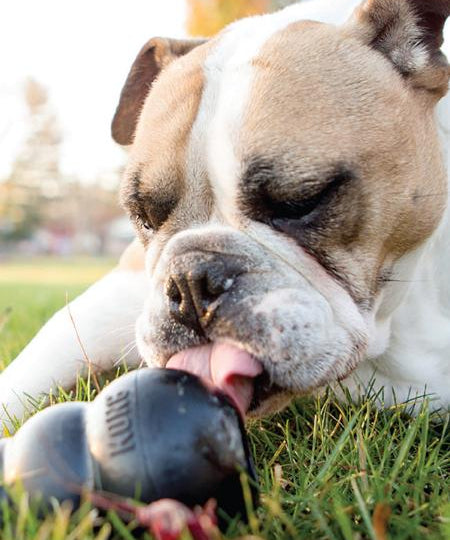 Jouet KONG Extreme pour chien