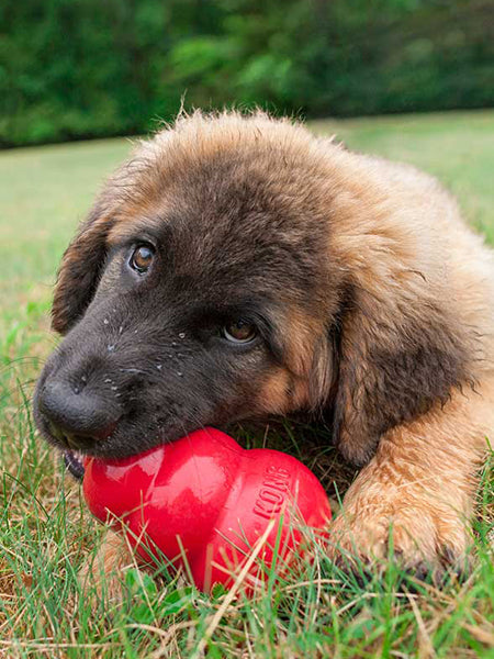 jouet en caoutchouc naturel très résistant pour les chiens à puissantes mâchoires