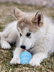 Jouet-KONG-Puppy-toy-pour-chien-bleu