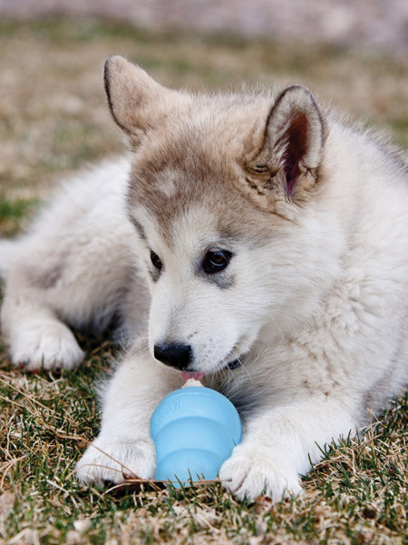 Jouet-KONG-Puppy-toy-pour-chien-bleu