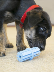        Jouet-KONG-puppy-pour-chien-teething-stick-bleu