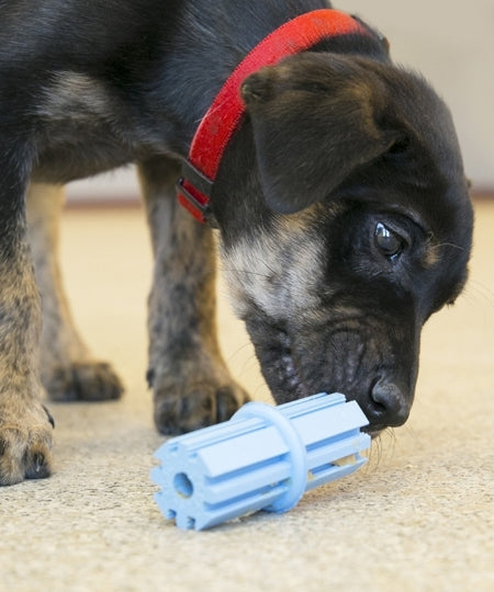        Jouet-KONG-puppy-pour-chien-teething-stick-bleu