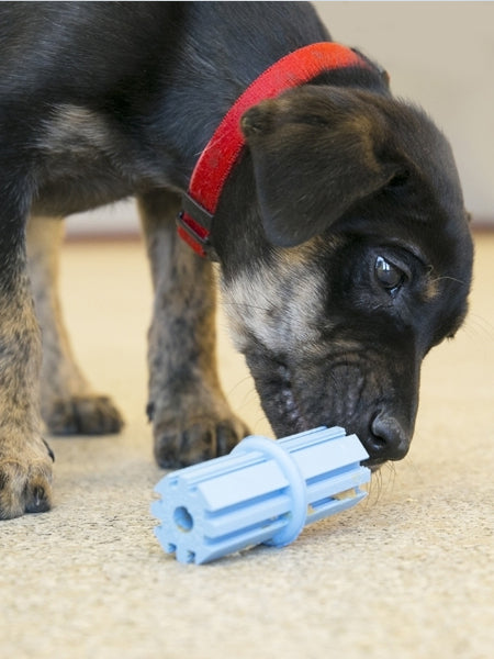        Jouet-KONG-puppy-pour-chien-teething-stick-bleu