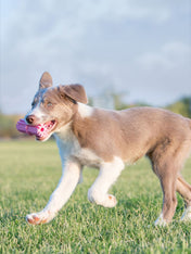       Jouet-KONG-puppy-pour-chien-teething-stick-rose