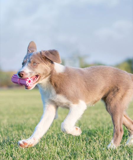       Jouet-KONG-puppy-pour-chien-teething-stick-rose
