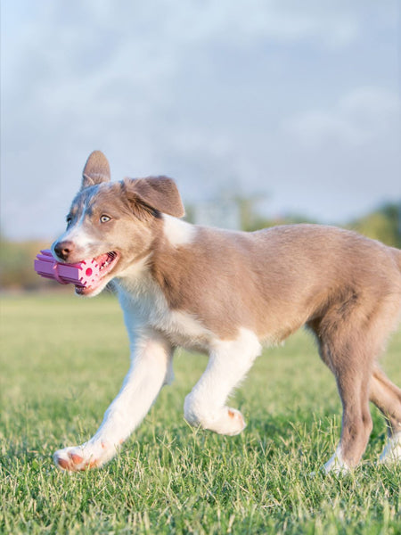       Jouet-KONG-puppy-pour-chien-teething-stick-rose