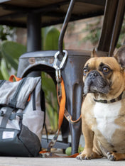    K9-Sport-Sack-Urban-3-sac-a-dos-transport-chien-gris