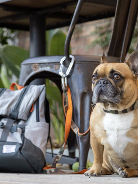 Dos Pour Chien Sac A Dos Bouledogue Wanderpfote Sac ร Dos Pour