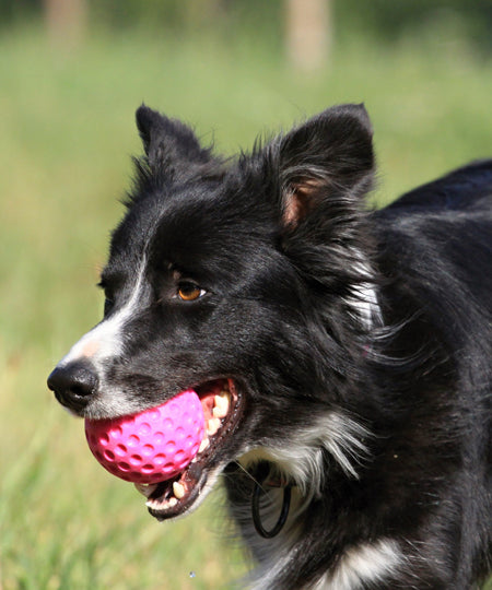 Kiwi-walker-balle-TPR-pour-chien-chiot-rose