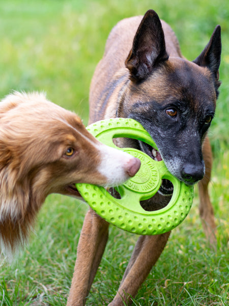 Frisbee Hover Craft™ : Frisbee pour chien - Wanimo