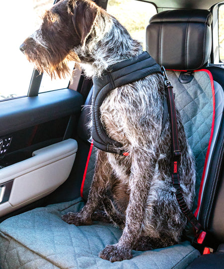Kong-ceinture-de-securite-voiture-premium-chien-chiot