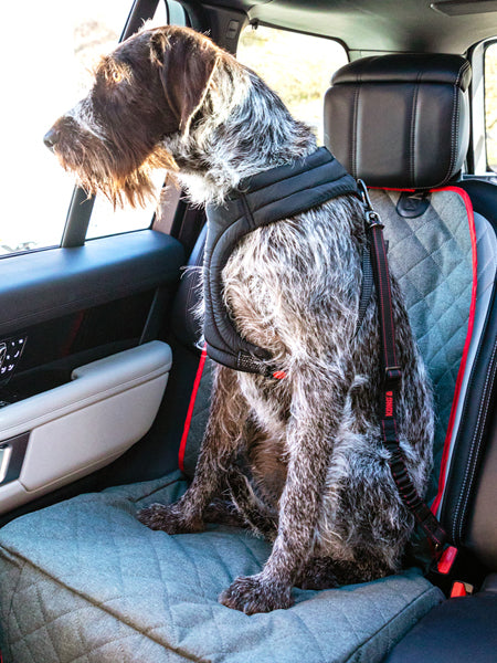 Kong-ceinture-de-securite-voiture-premium-chien-chiot