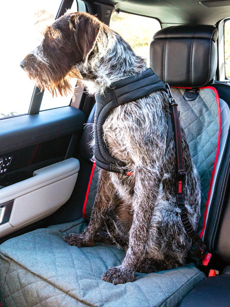 Harnais et ceinture de sécurité voiture, taille l, pour chien.
