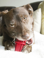     Kong-jouet-pour-chien-Dental-Stick-a-macher