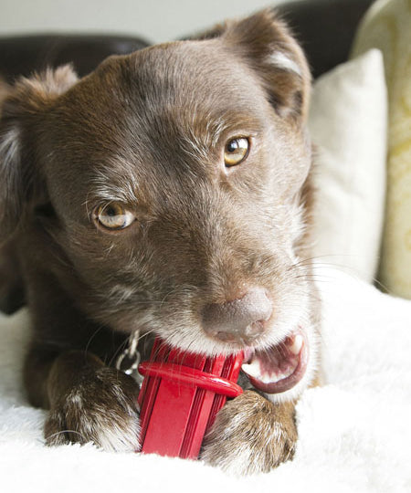     Kong-jouet-pour-chien-Dental-Stick-a-macher