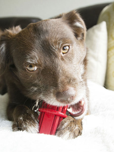     Kong-jouet-pour-chien-Dental-Stick-a-macher