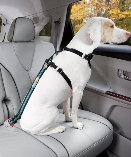 Kurgo-voyager-en-securite-avec-son-chien