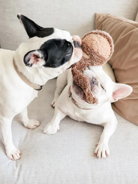     Lambwolf-Collective-jouet-design-minimalist-pour-chien-SQUIRREL-POP