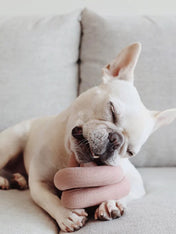       Lambwolf-Collective-jouet-design-minimalist-pour-chien-nounou-rose