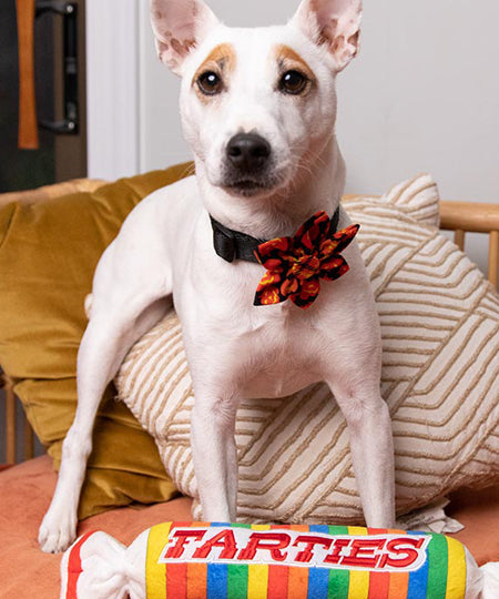    Lulubelles-peluche-pour-chien-farties