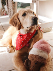     Nandog-pet-gear-peluche-chien-glace