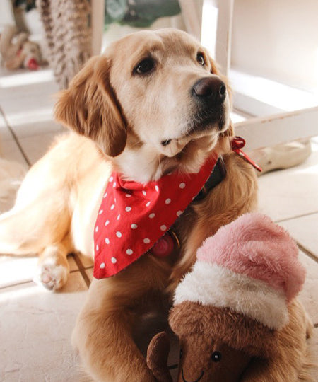     Nandog-pet-gear-peluche-chien-glace