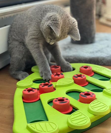 Outward-hound-jouet-interactif-puzzle-pour-chat-BugginOut