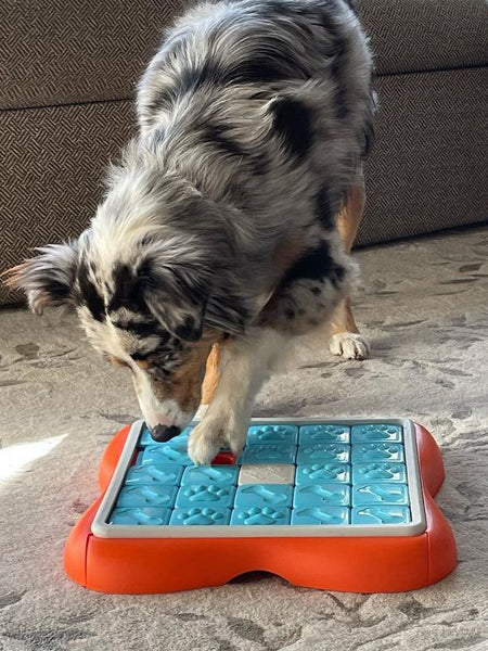 Cool free homemade dog puzzle!  Jeu chien, Jouet chien, Jeux d