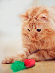     Outward-hound-jouet-pour-chat-strawBabie