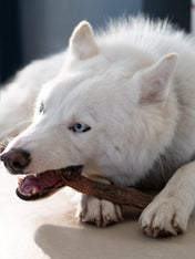       inooko-friandises-chien-naturelles-oesophage-boeuf