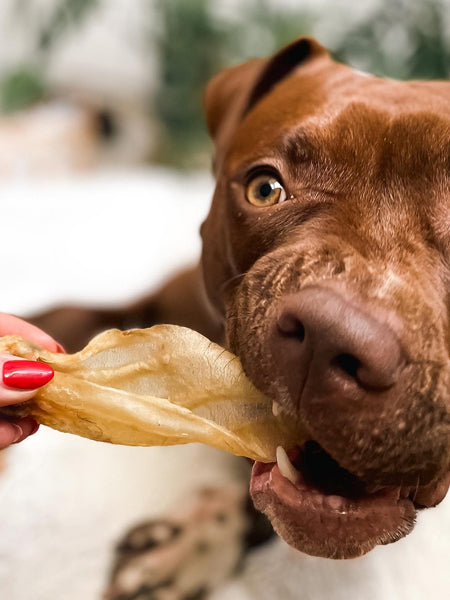     PAUL-PAULINA-friandise-mastication-naturelles-chien-oreilles-agneau