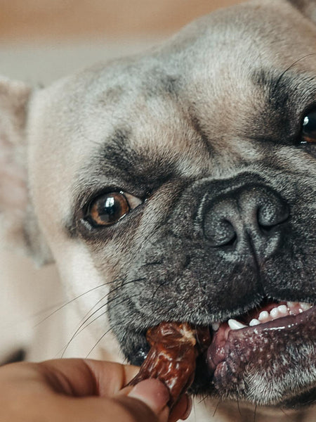        PAUL-PAULINA-friandise-mastication-naturelles-chien-saucisse-agneau