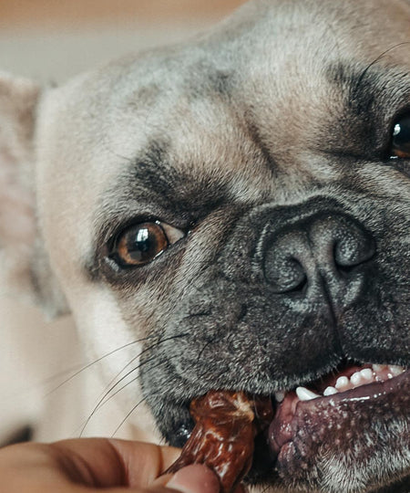     PAUL-PAULINA-friandise-mastication-naturelles-chien-saucisse-cheval