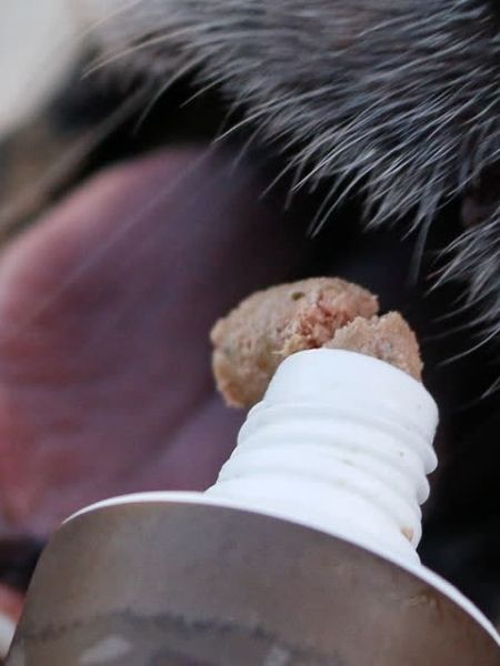 Pate-tube-pour-chien-90%- viande-Porc - WildBorn