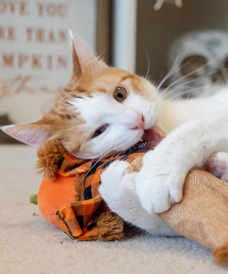        Pet-play-jouet-peluche-chat-Halloween-Kicker-citrouille