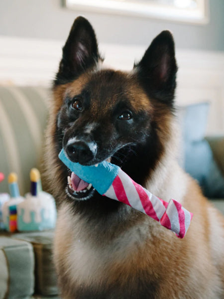     Pet-play-jouet-peluche-chien-cotillon