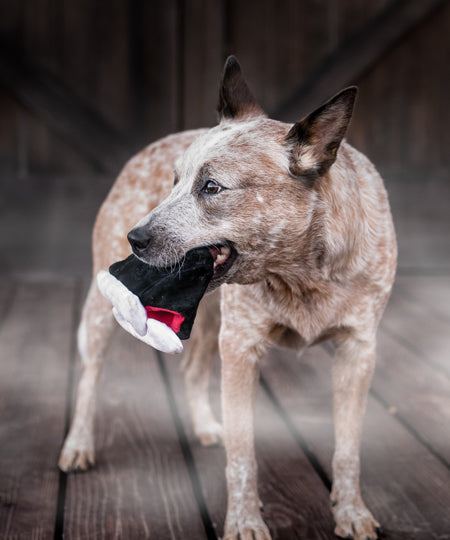 Pet-play-jouet-peluche-chien-dent-dracula