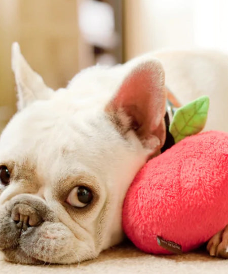     Pet-play-jouet-peluche-chien-pomme