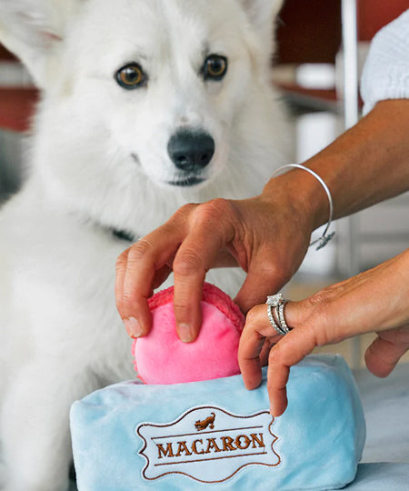    Pet-play-jouet-peluche-chien-pup-cup-cafe-Mutt-a-rons